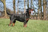 ROTTWEILER 552